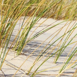 tableau-nature-oyats-dunes-sauvages