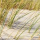tableau-nature-oyats-dunes-sauvages
