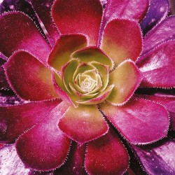 tableau-toile-succulente-rose