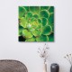 tableau-toile-aeonium-vert