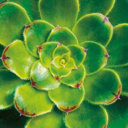 tableau-toile-aeonium-vert