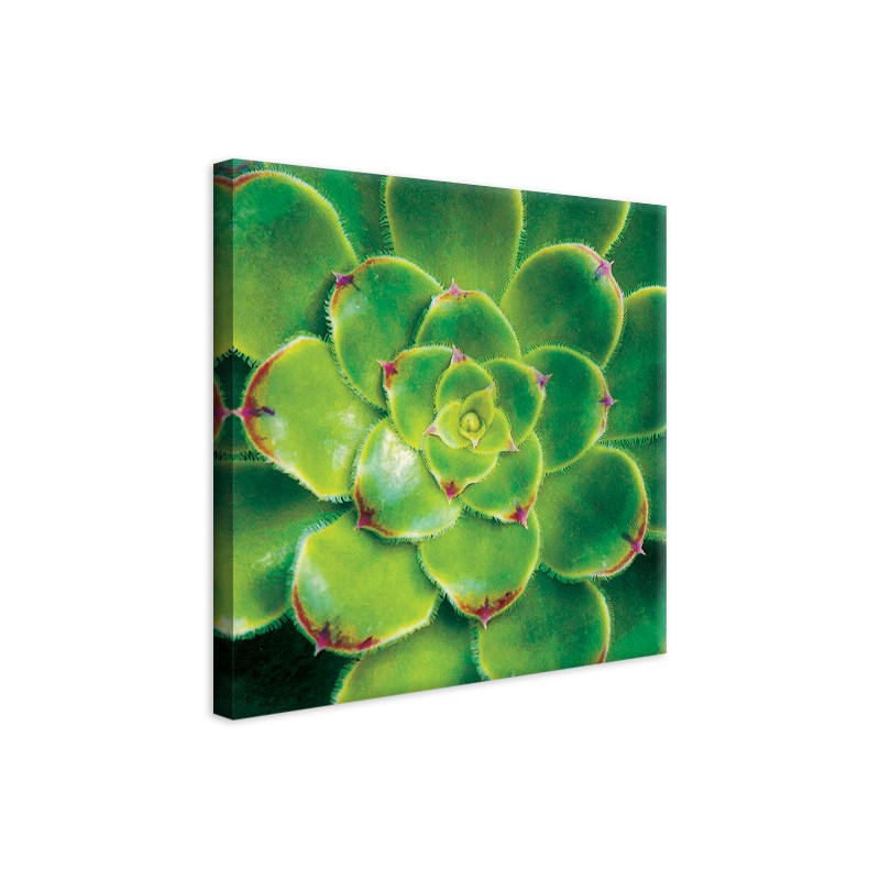 Tableau Toile Aeonium Vert