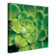Tableau Toile Aeonium Vert