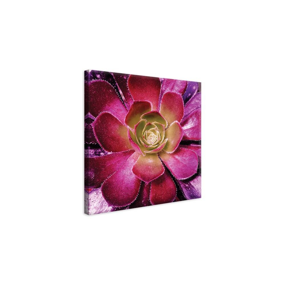 Tableau Toile Succulente Rose