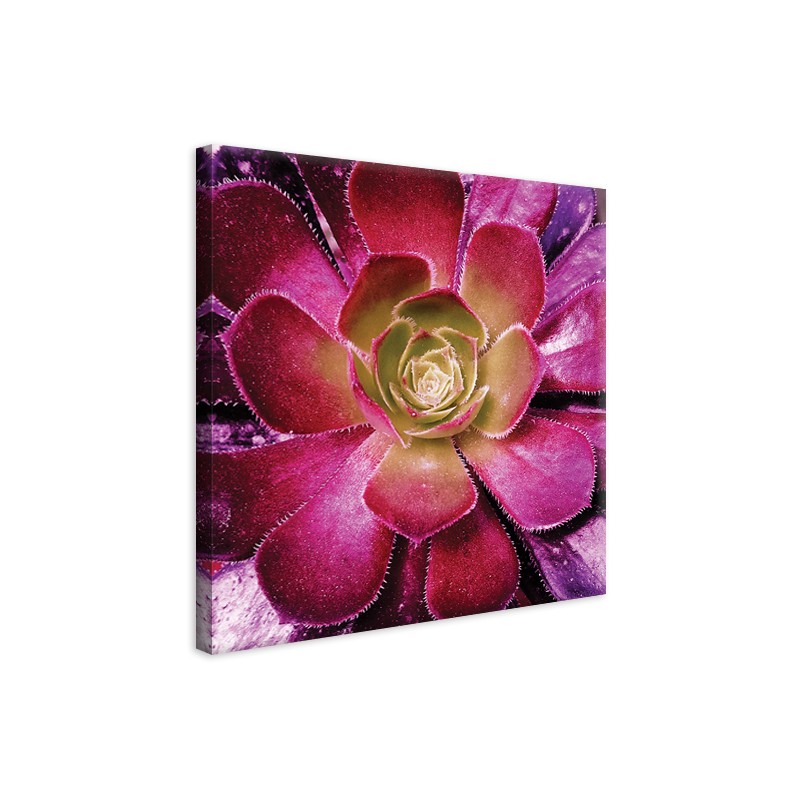 Tableau Toile Succulente Rose
