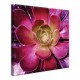 Tableau Toile Succulente Rose